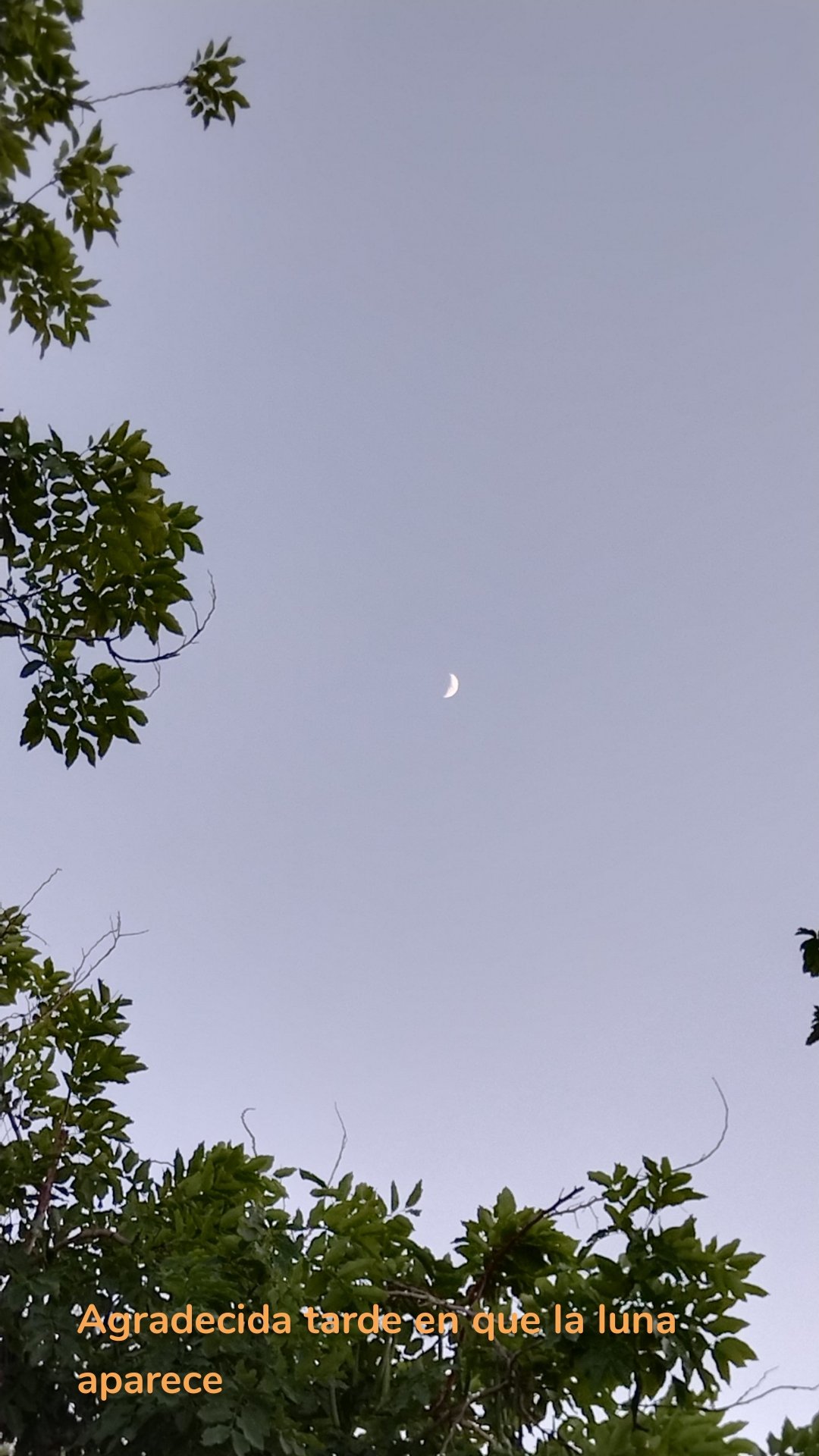 Agradecida tarde en que la luna aparece