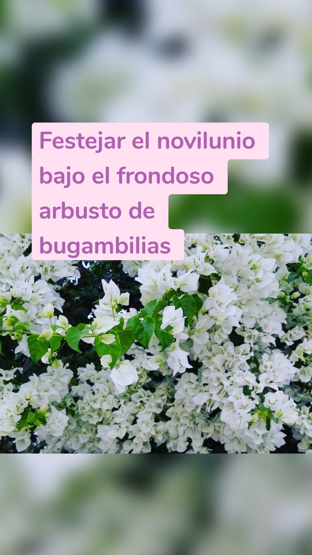 Festejar el novilunio bajo el frondoso arbusto de bugambilias 